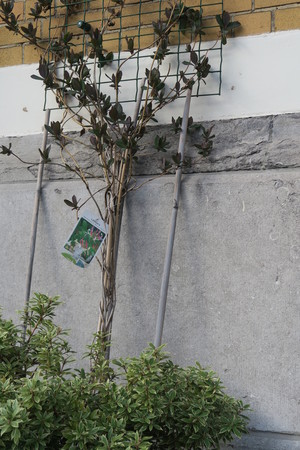 Wilde kamperfoelie (Lonicera periclymenum) met een struik aan zijn stam